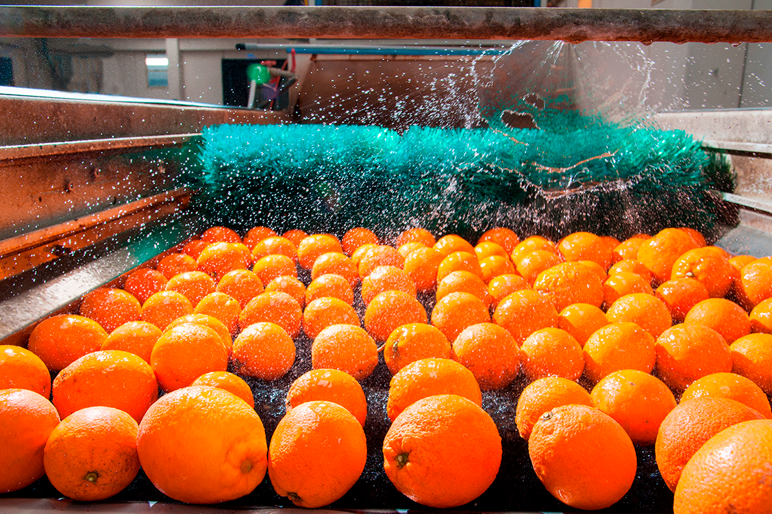 Equipos y sistemas profesionales para tratamiento postcosecha