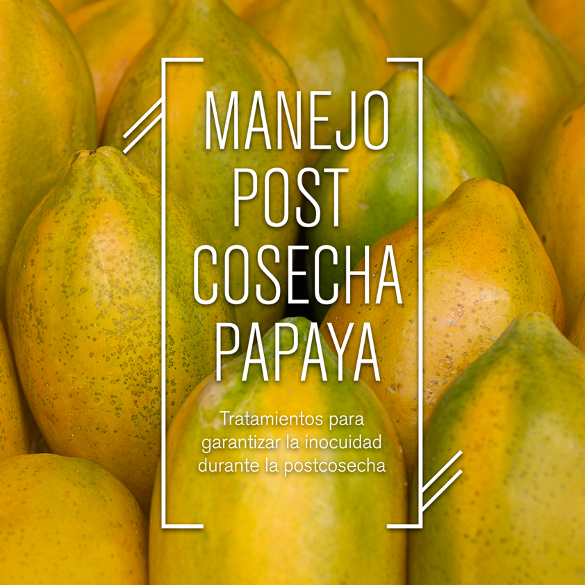 Manejo postcosecha de papaya