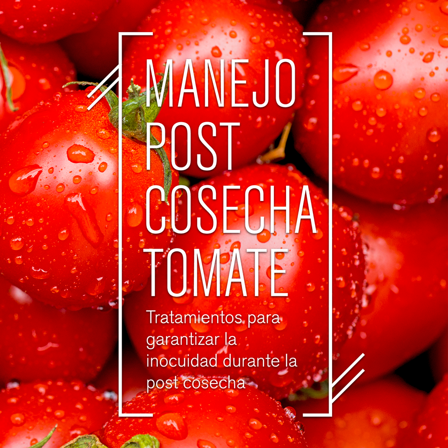 Manejo postcosecha de tomate