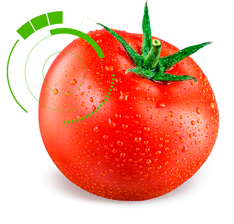 Soluciones integrales PHS para postcosecha